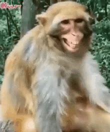 angry-monkey gif|monkey laughing gif.